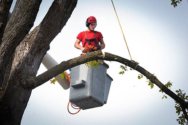 Palm Tree Trimming